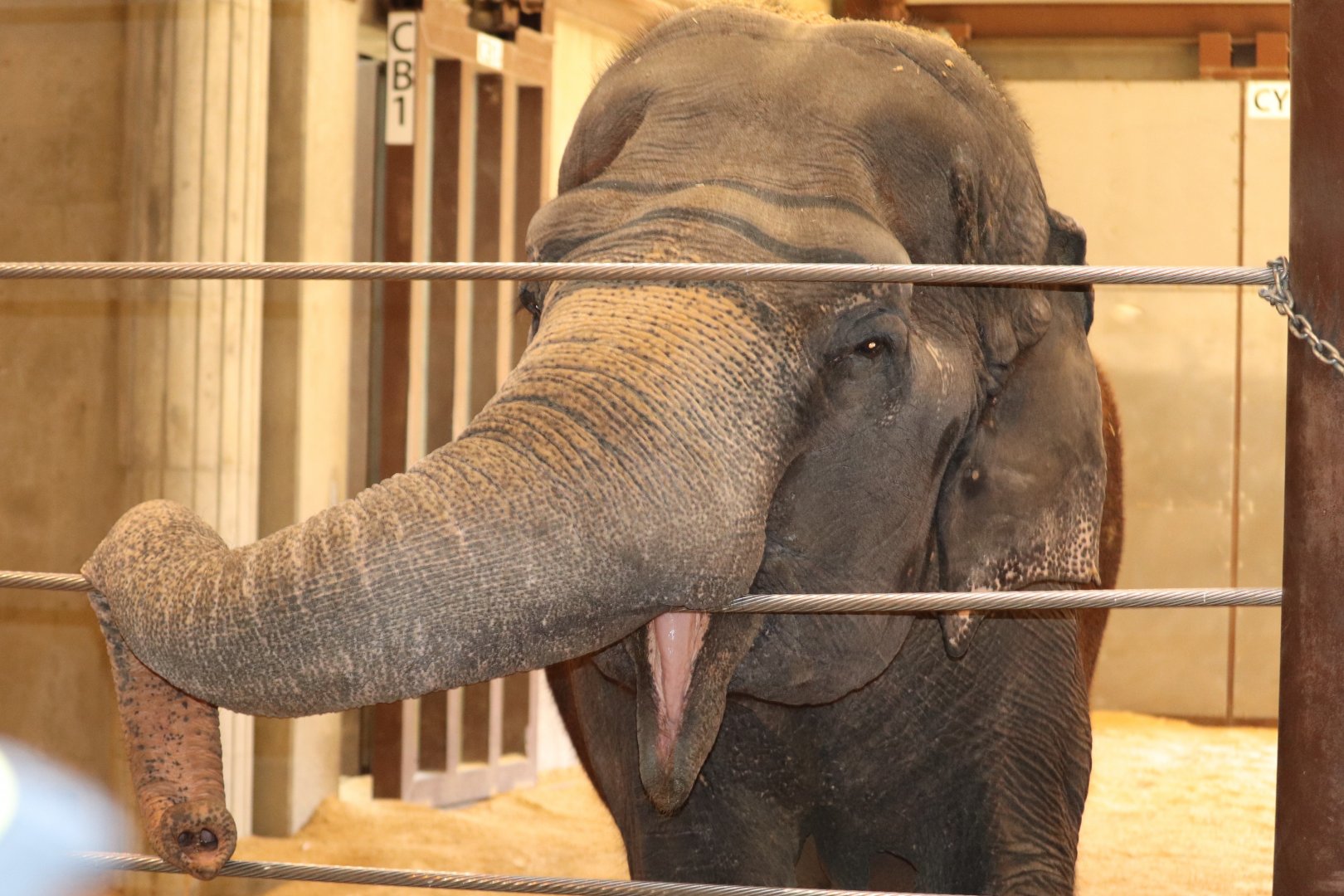 Elephant Community Center - Asian Elephant - Ambika