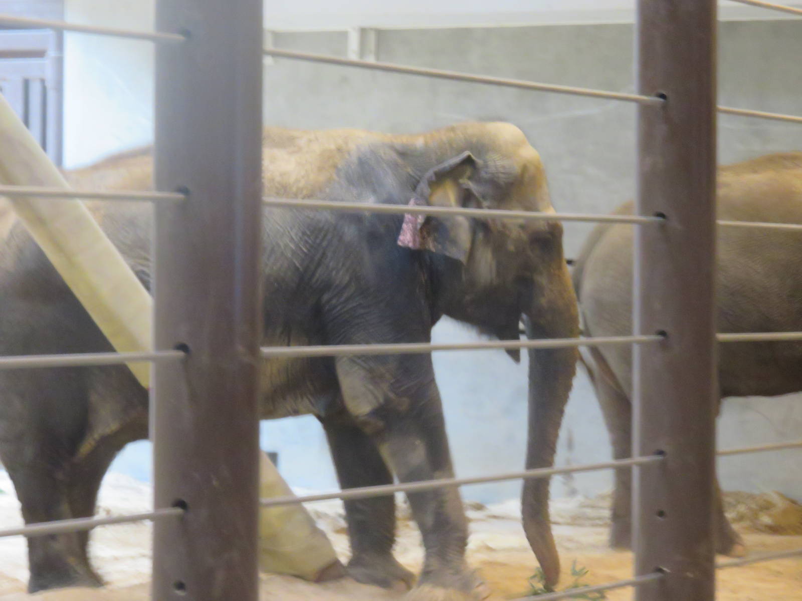 Elephant Community Center - Asian Elephant