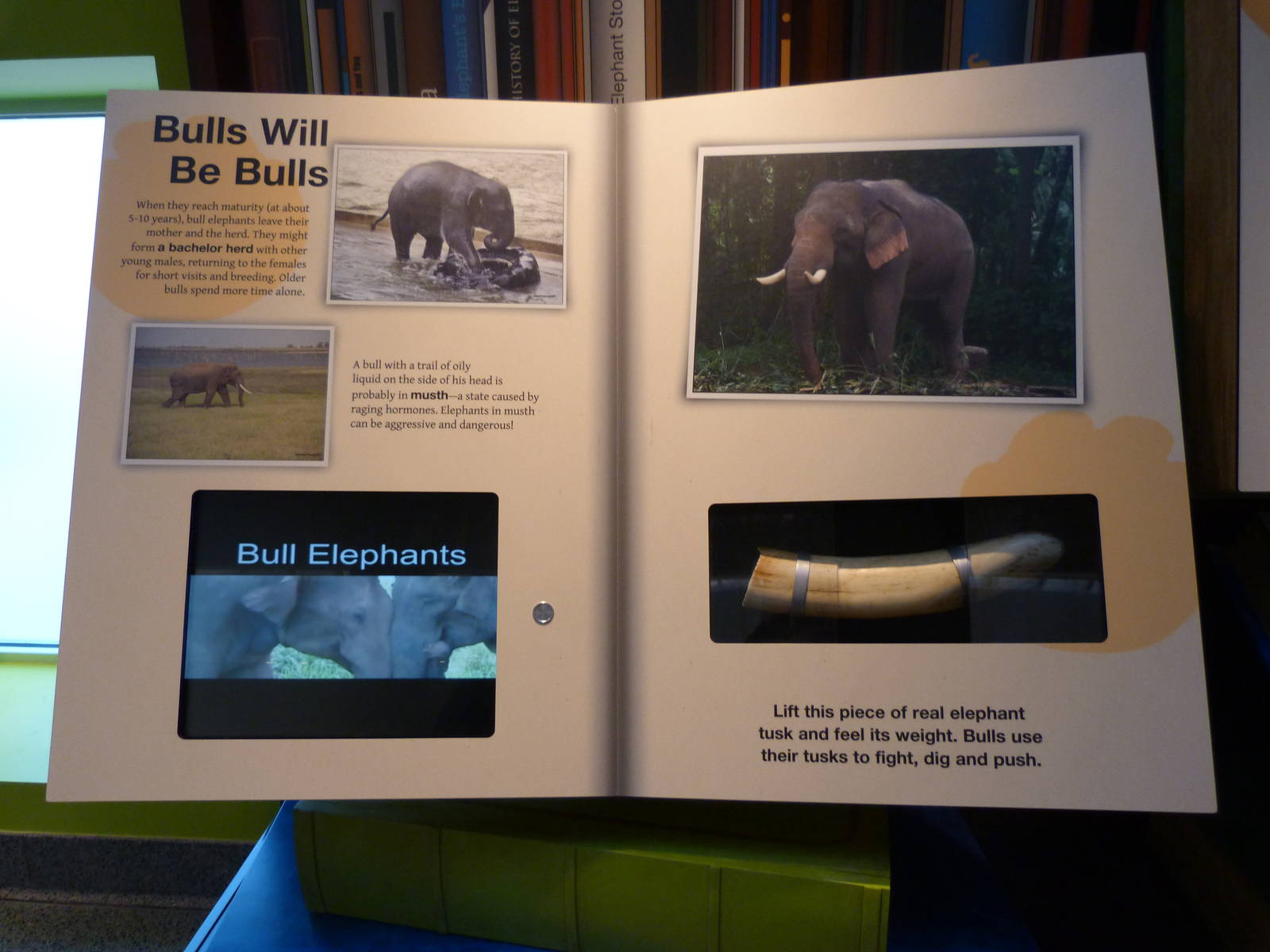 Elephant Community Graphics