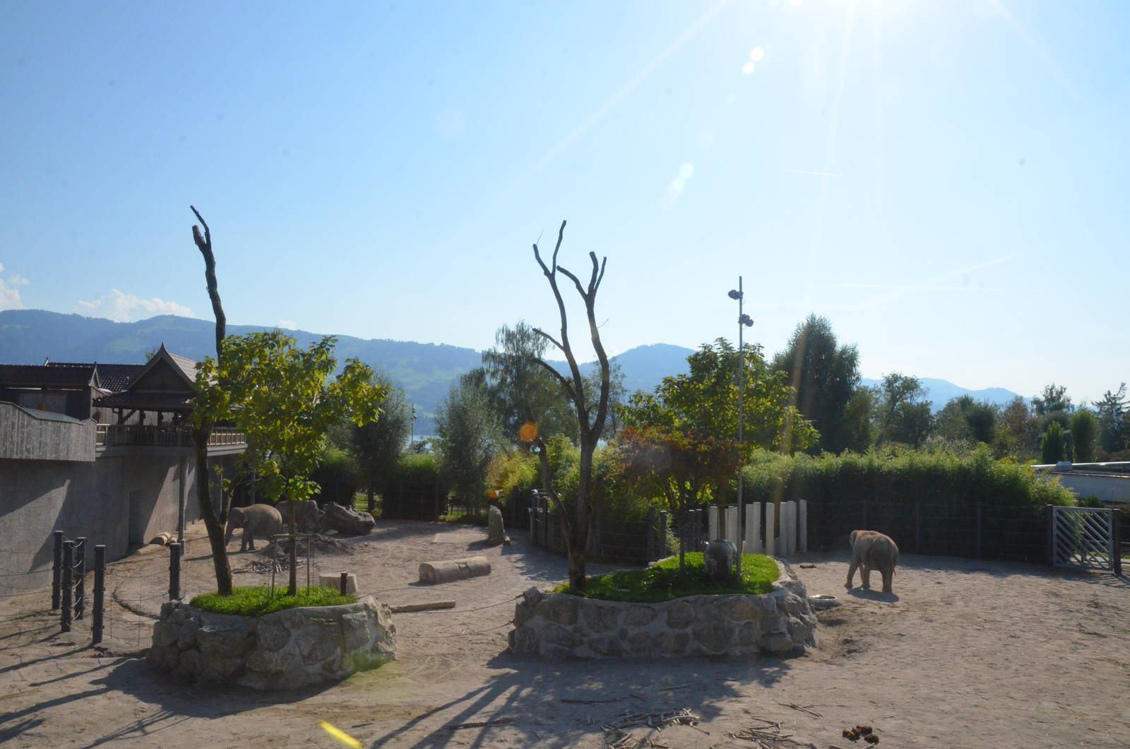 Elephant Complex at Knie Kinderzoo, 11/09/16