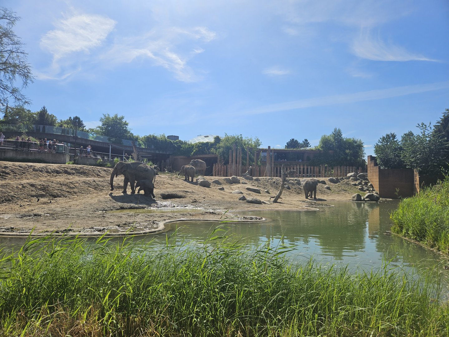 Elephant cow enclosure