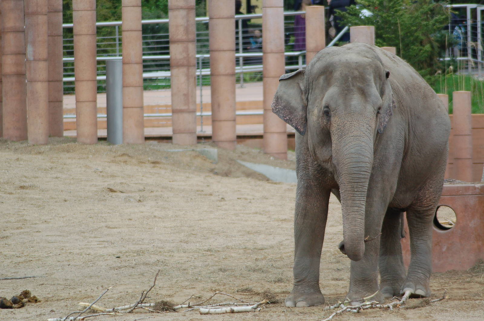 Elephant-cow Kungrao