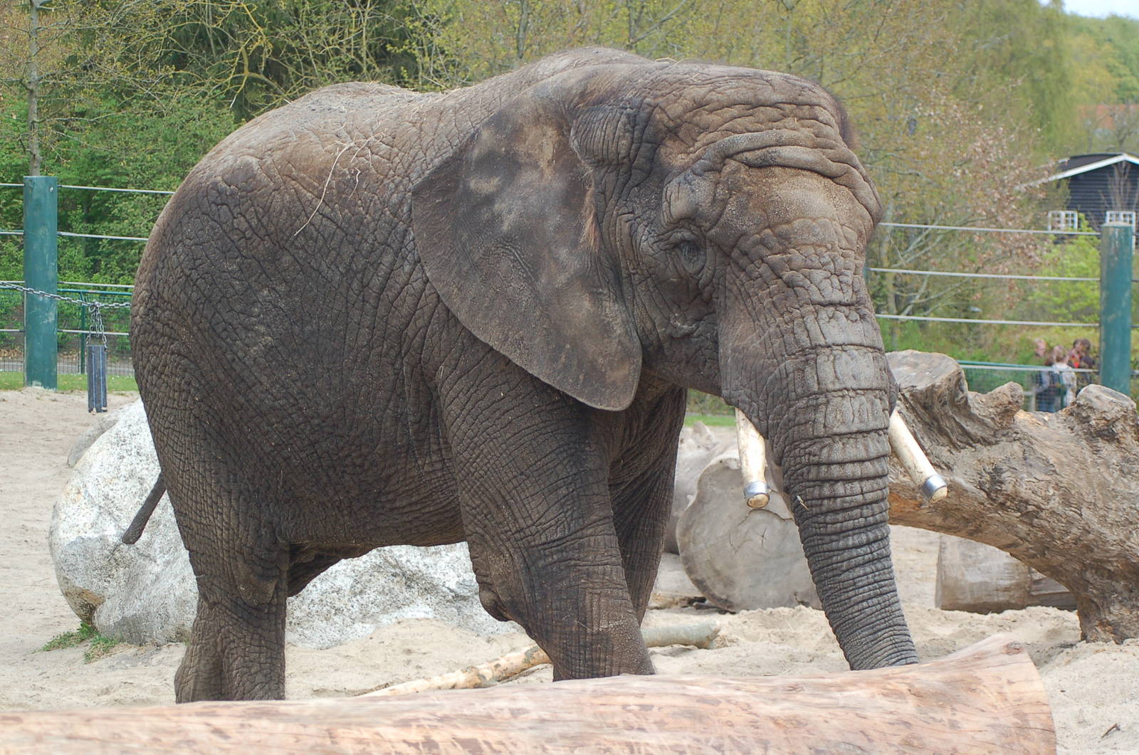 Elephant-cow Louise (aka Mia)