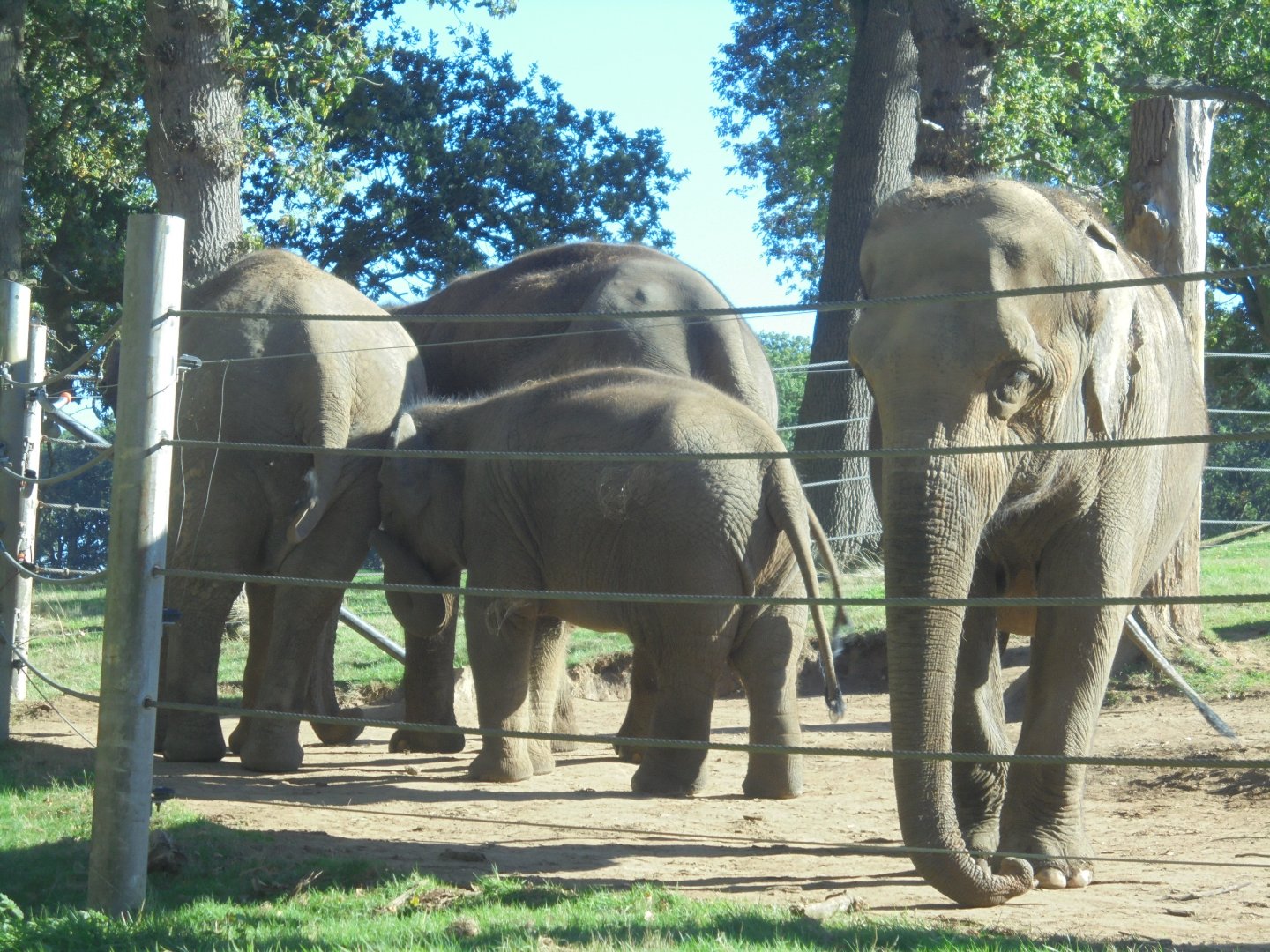 Elephant cows + calf.