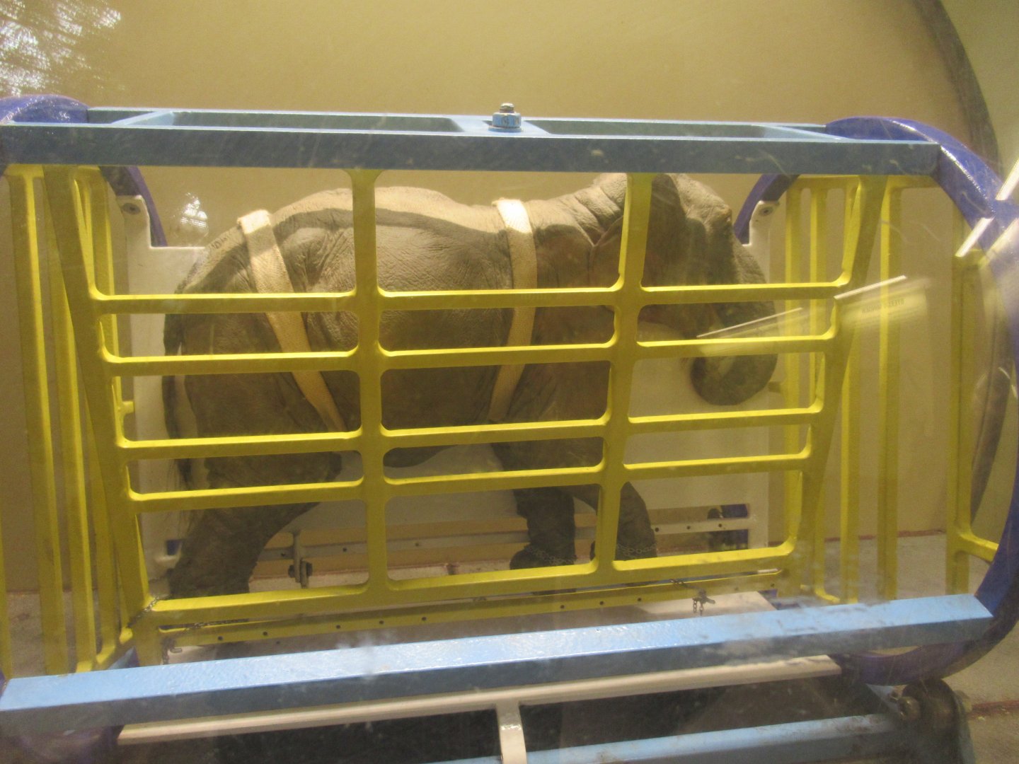 Elephant crush model