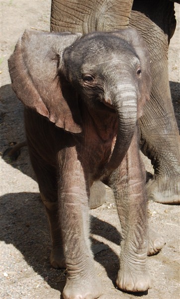 Elephant Cub 2008