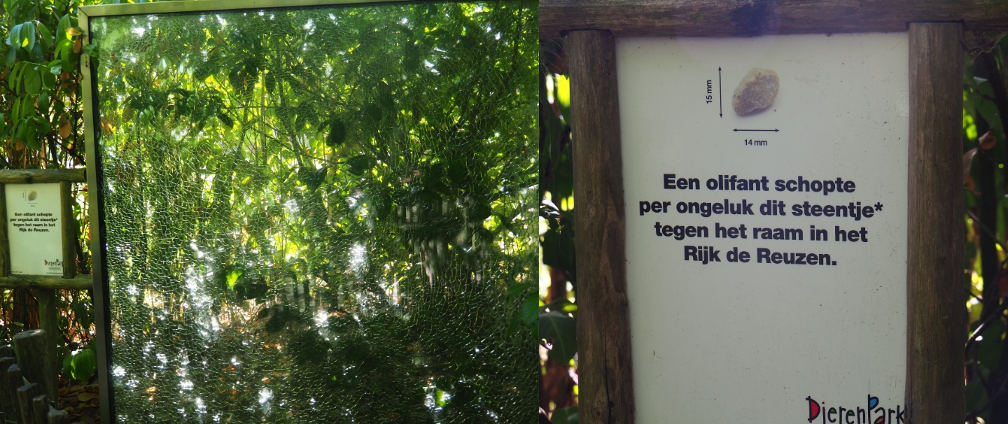 Elephant damaged window