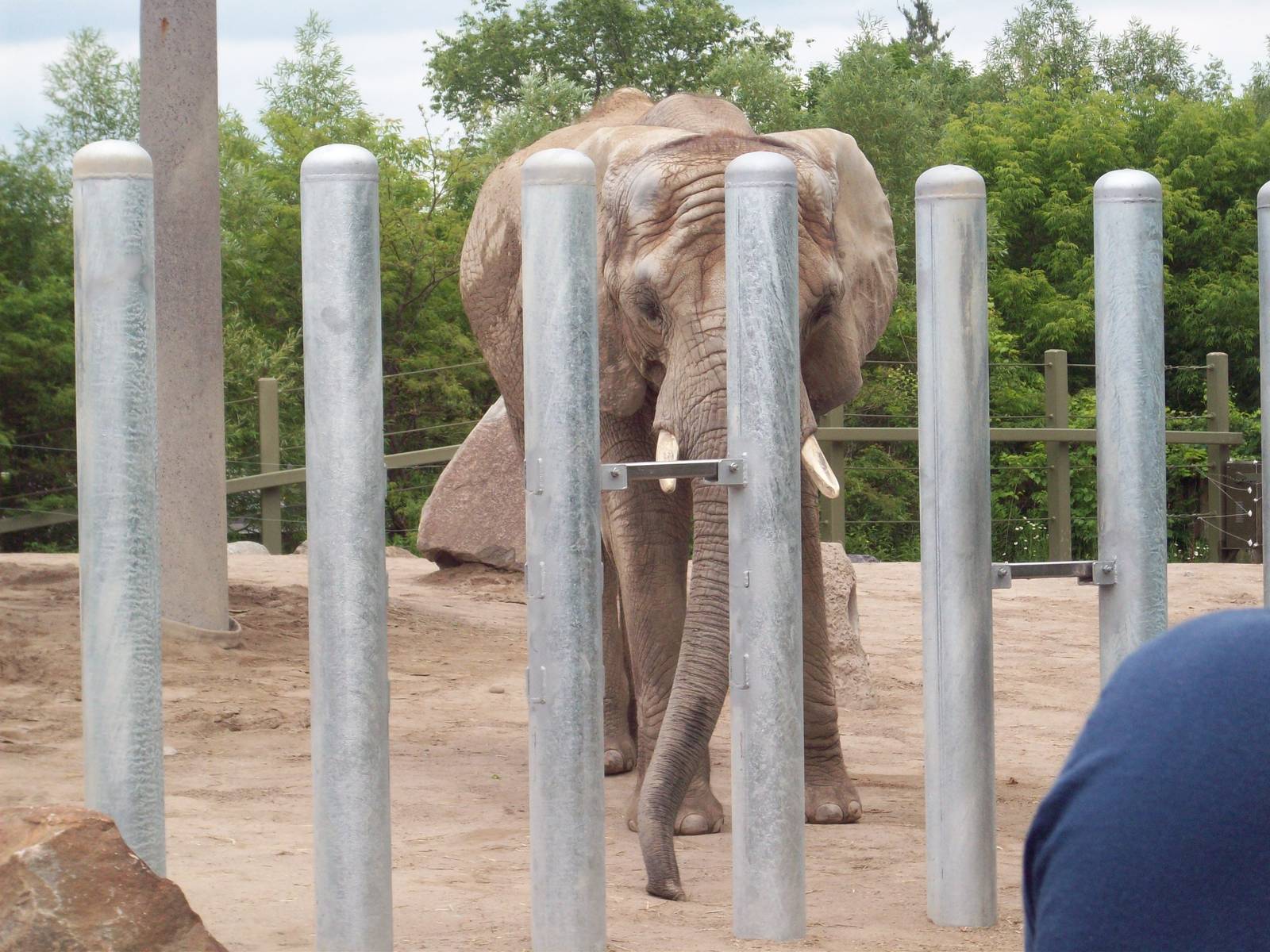Elephant Demonstration with Iringa.