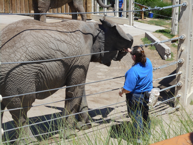Elephant demonstration
