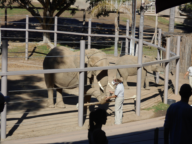 Elephant demonstration