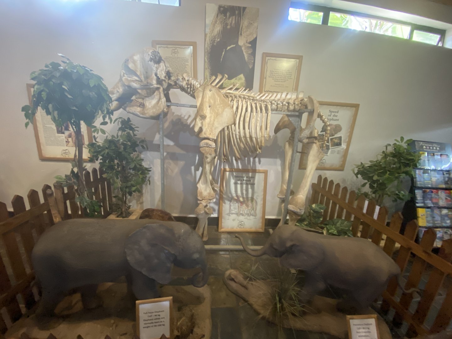 Elephant display