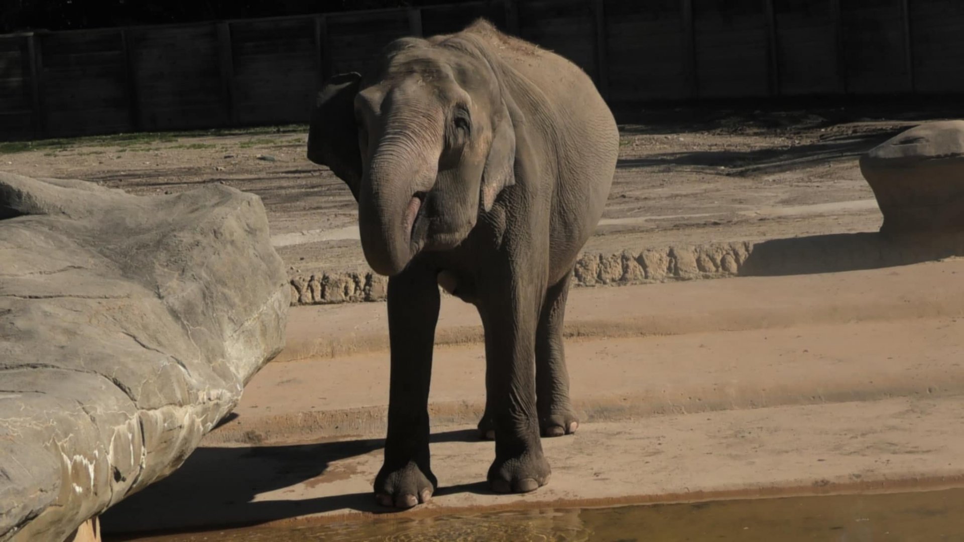 Elephant drinking water