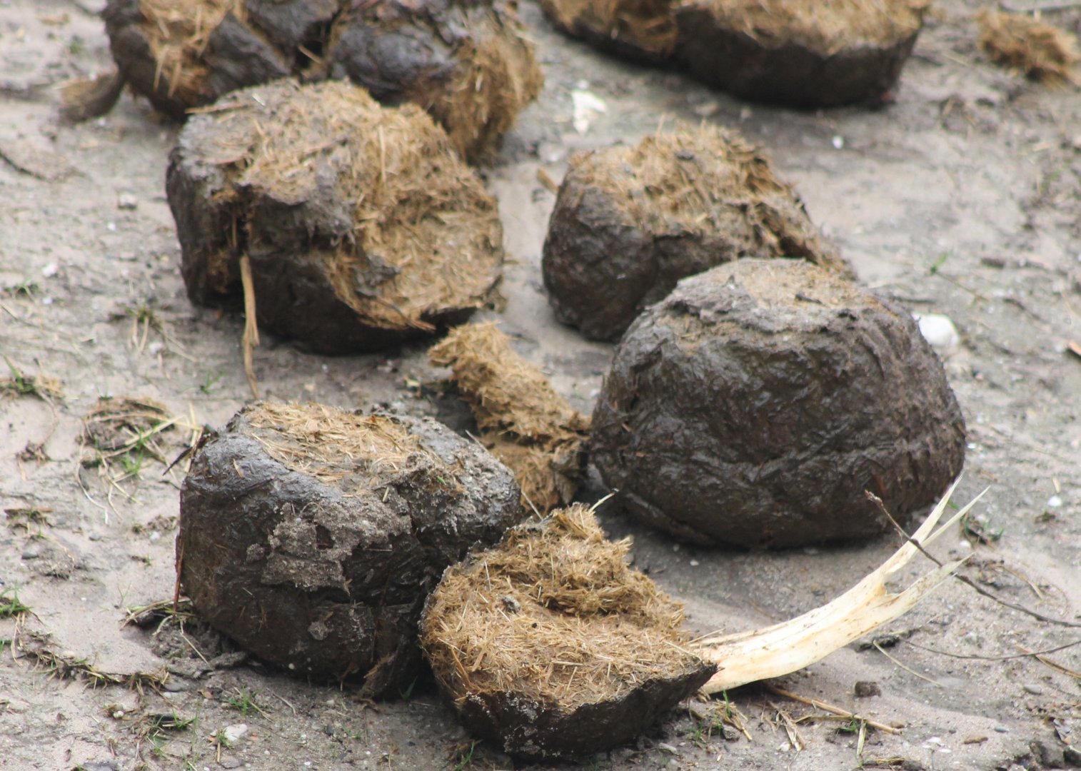 Elephant-droppings