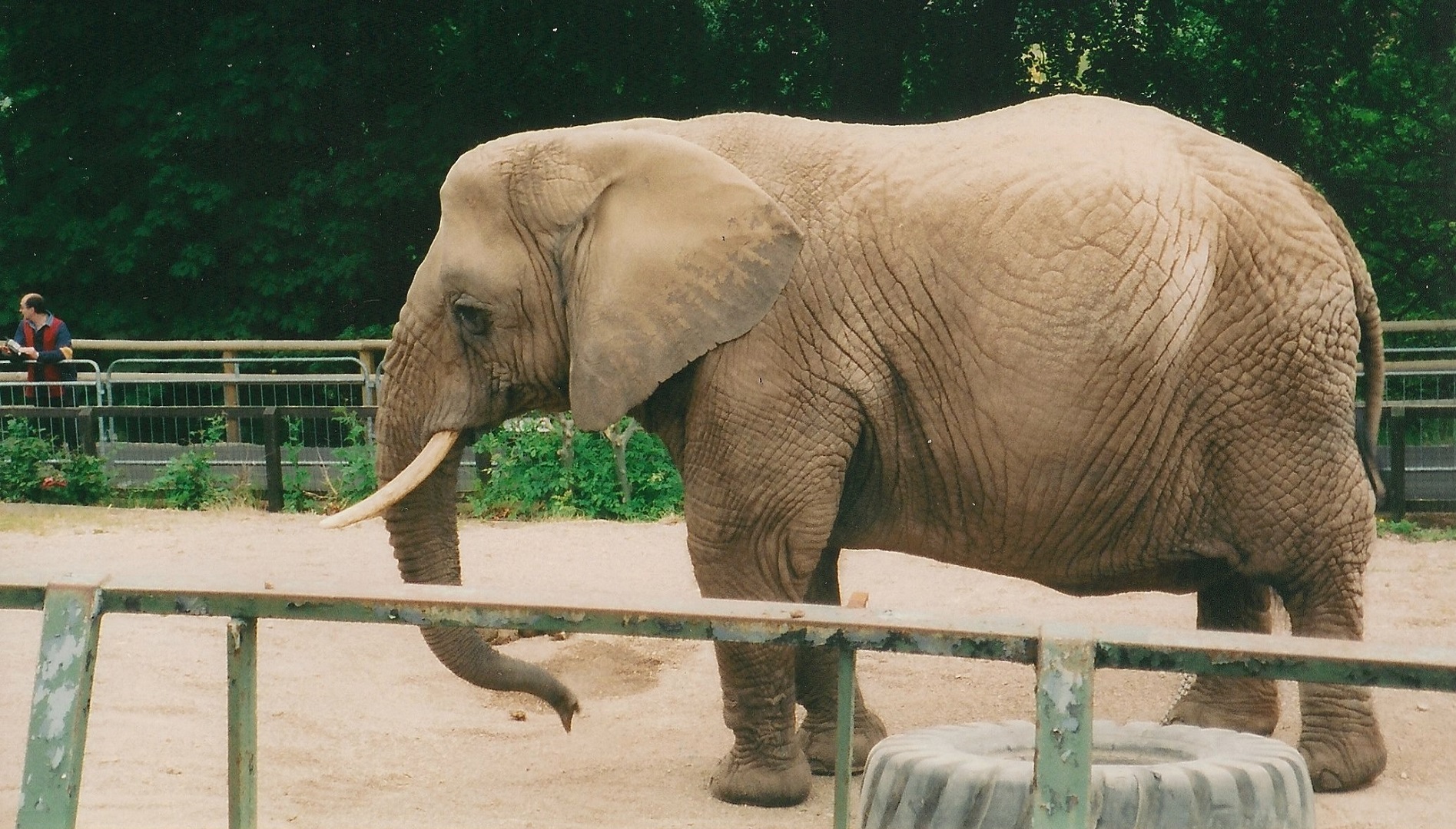 Elephant, Dudley, June 2002