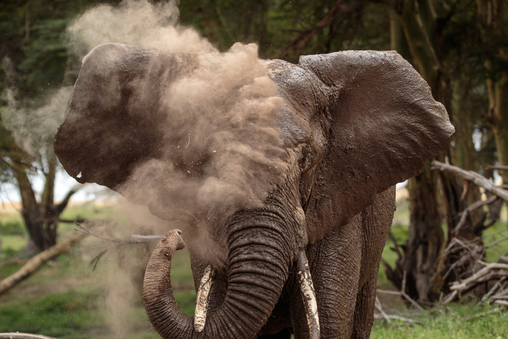 Elephant Dust Bath