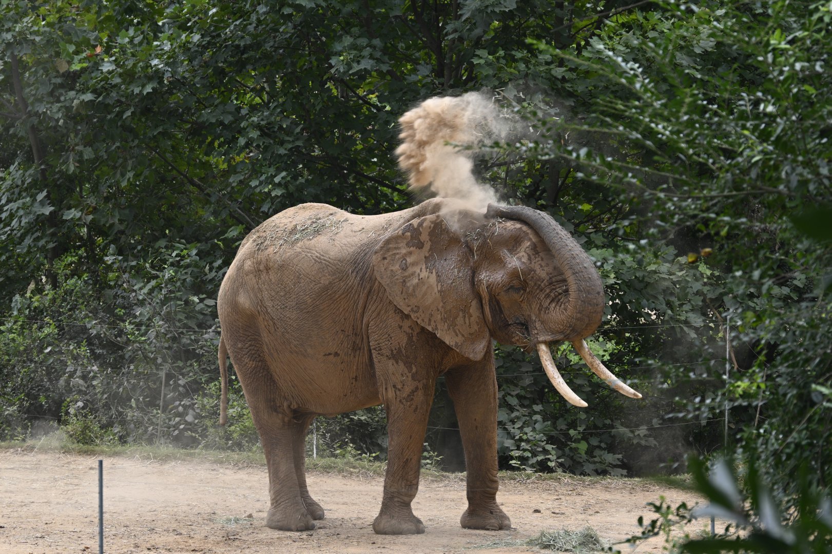 Elephant Dust Bath