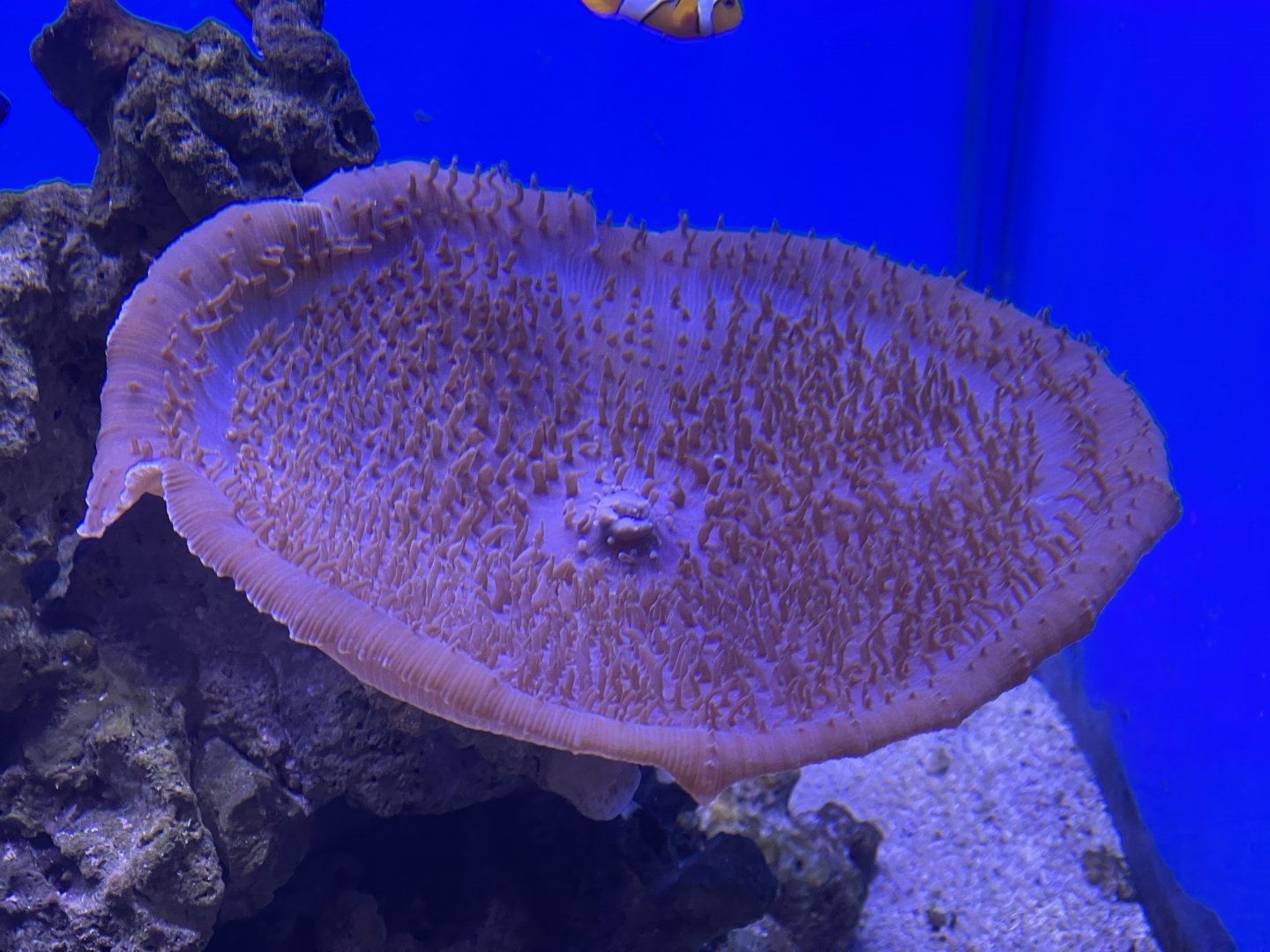 elephant ear anemone (amplexidiscus fenestrafer)