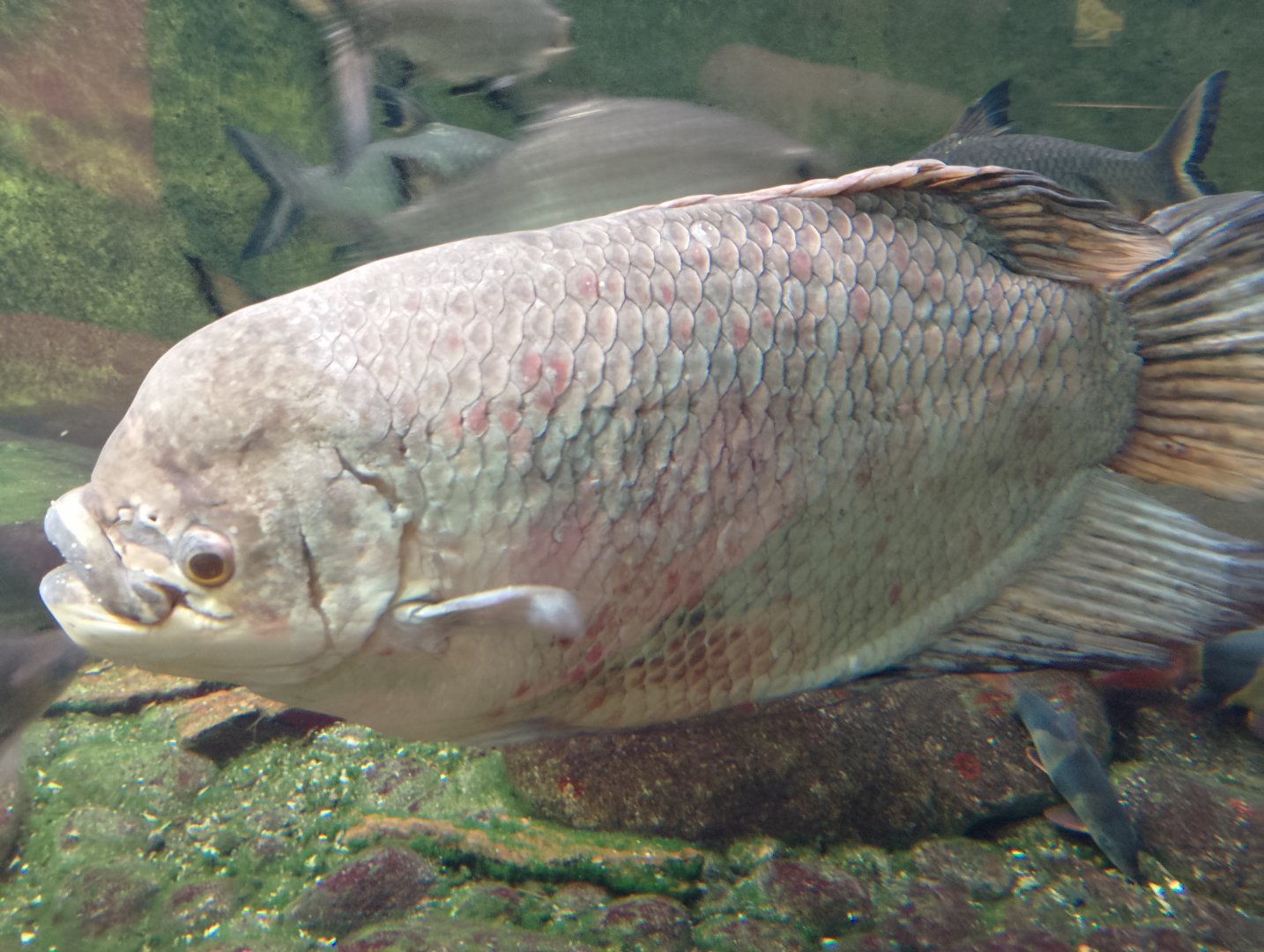 Elephant ear gourami