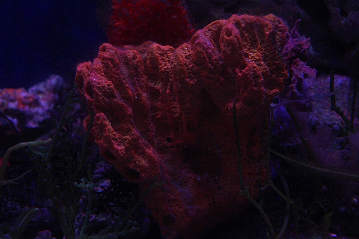 Elephant-ear sponge (Stylissa carteri)