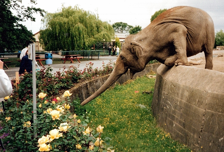 Elephant Eating Flowers - Around 1990