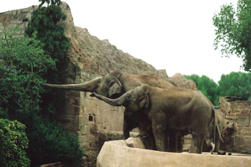 Elephant Eating Tree - Around 1990