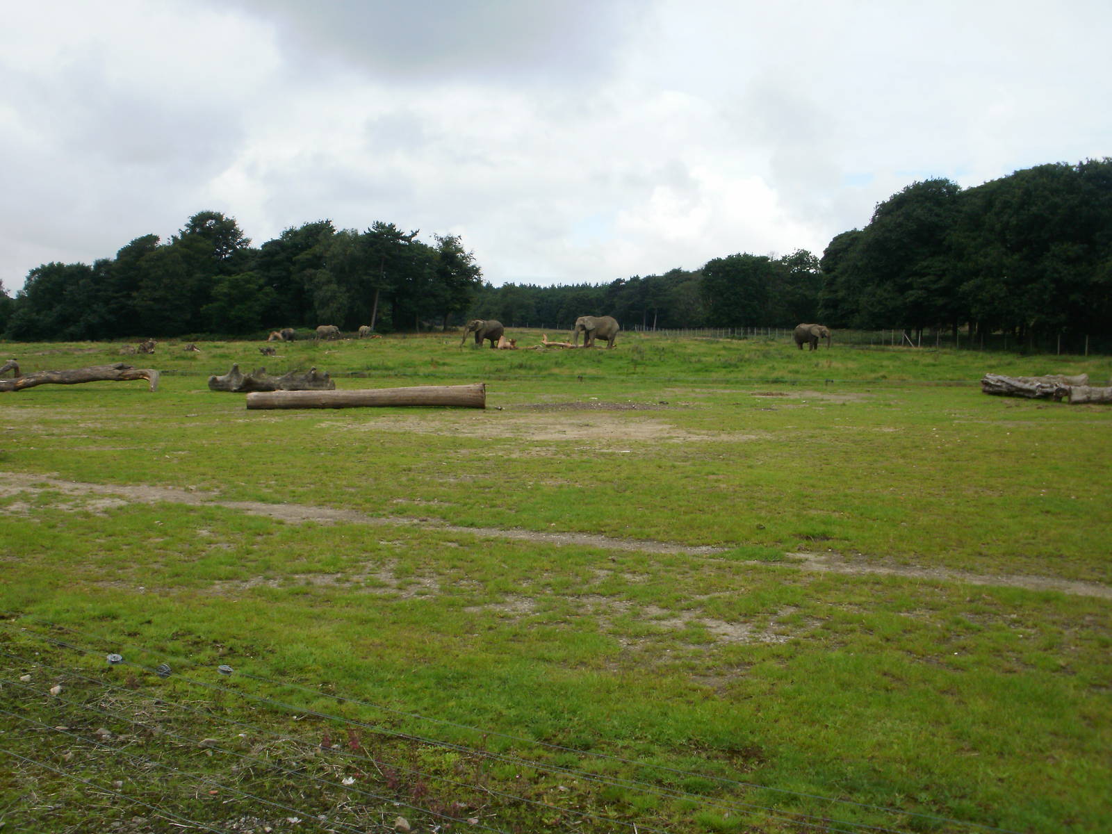 Elephant Enclosure - 07.08.2010