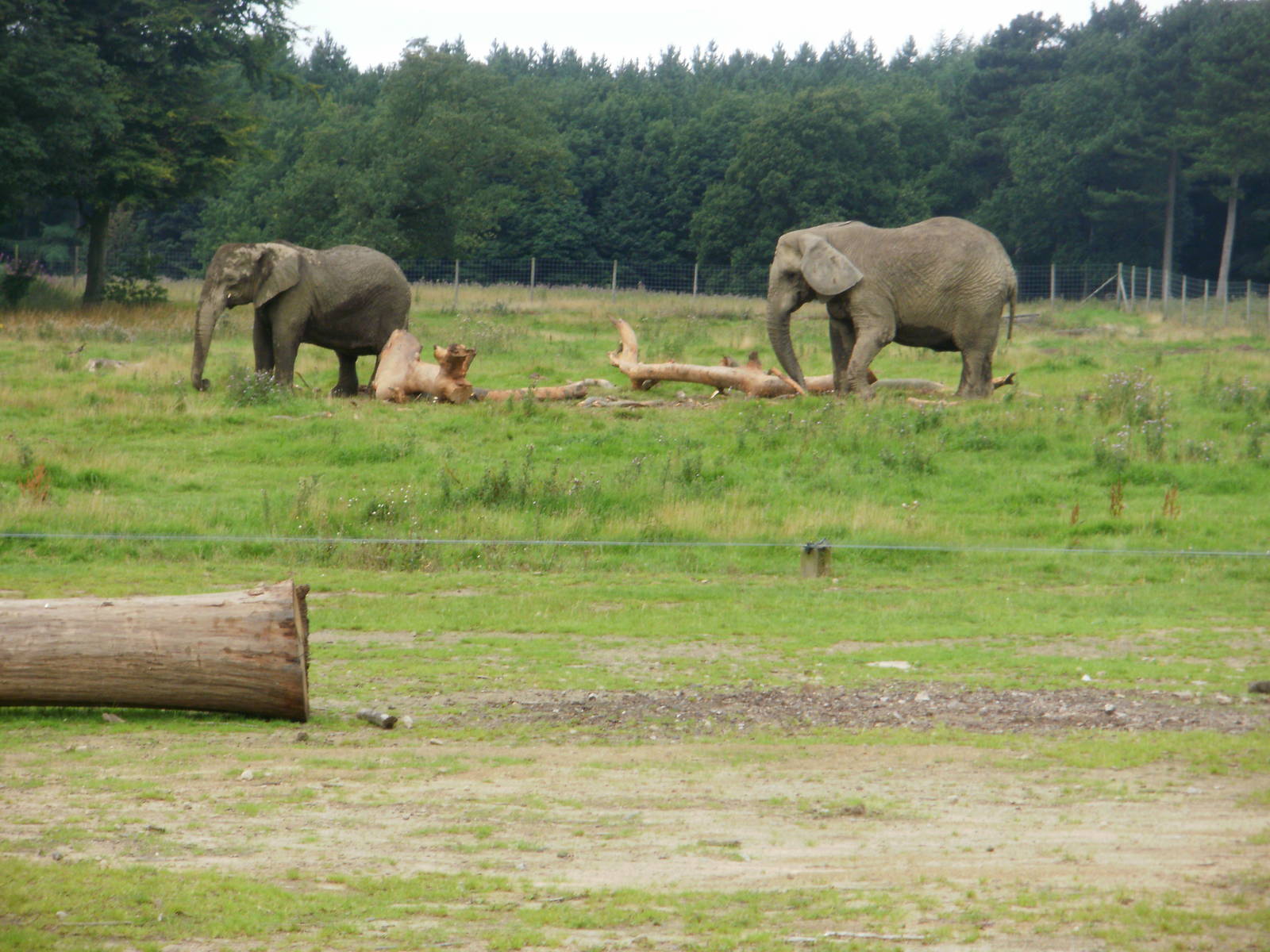 Elephant Enclosure - 07.08.2010