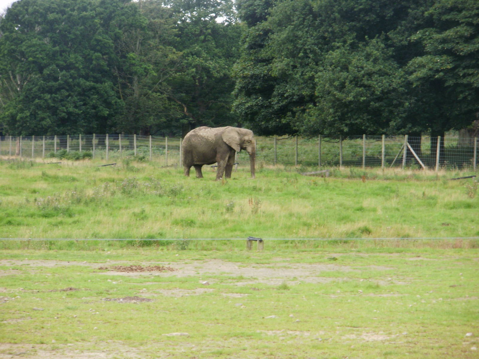 Elephant Enclosure - 07.08.2010