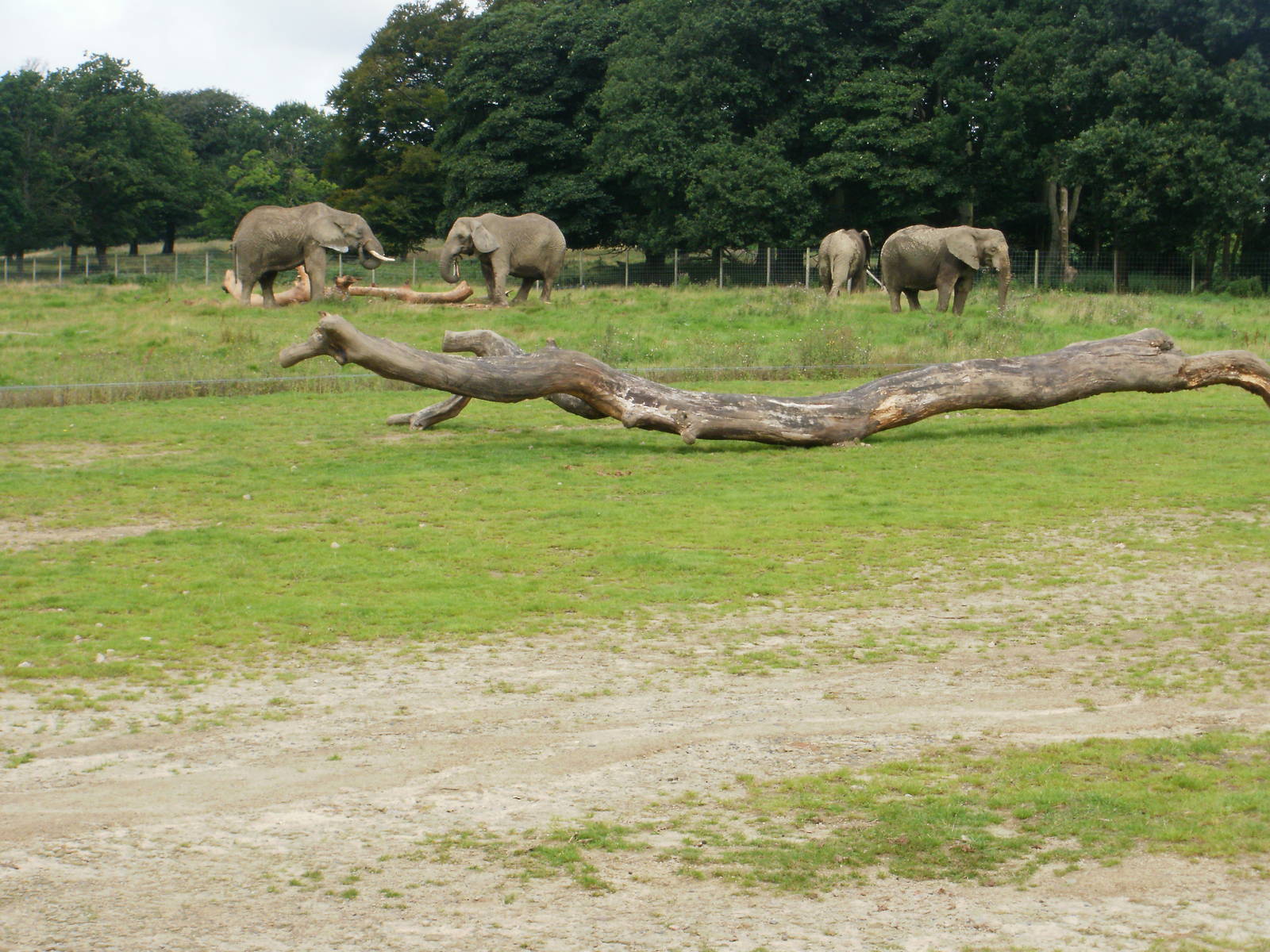 Elephant Enclosure - 07.08.2010