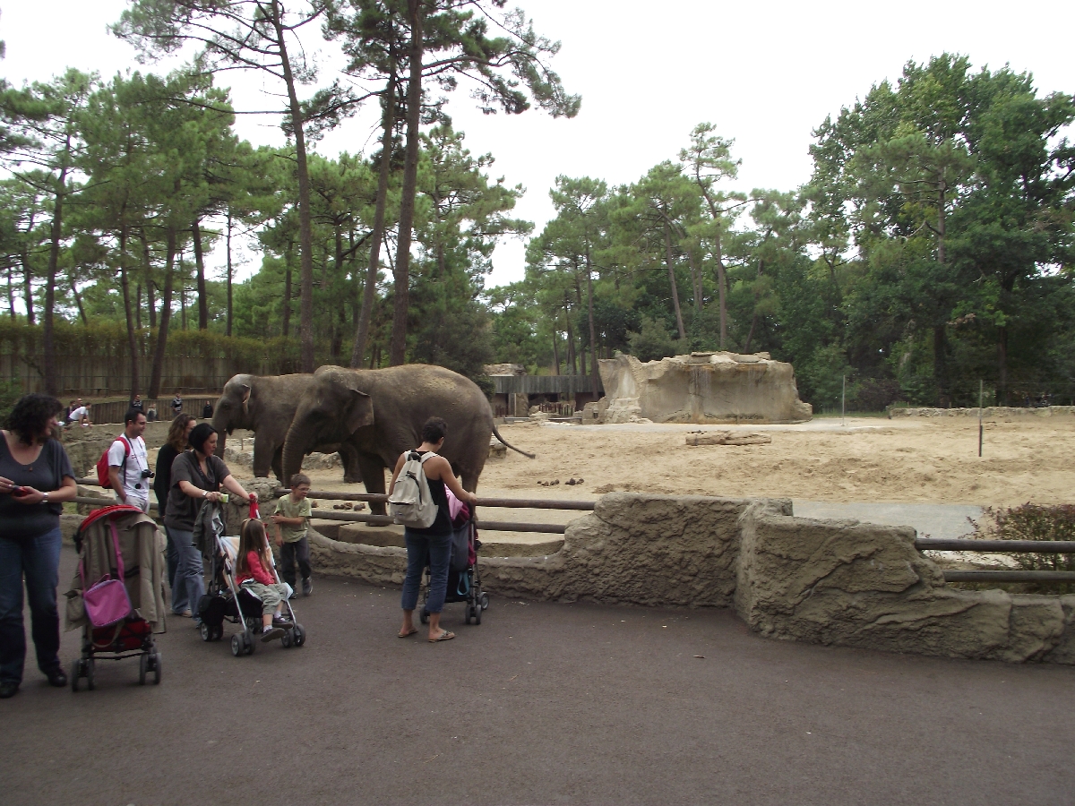 Elephant Enclosure #1