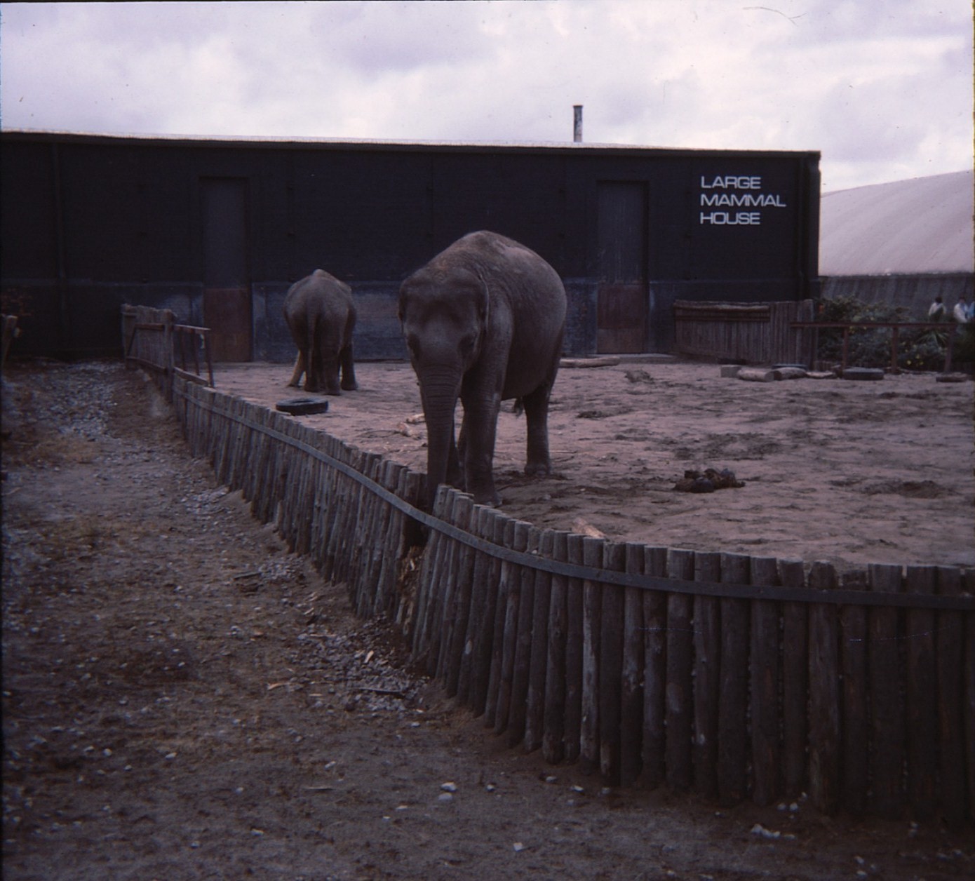 Elephant Enclosure 1979