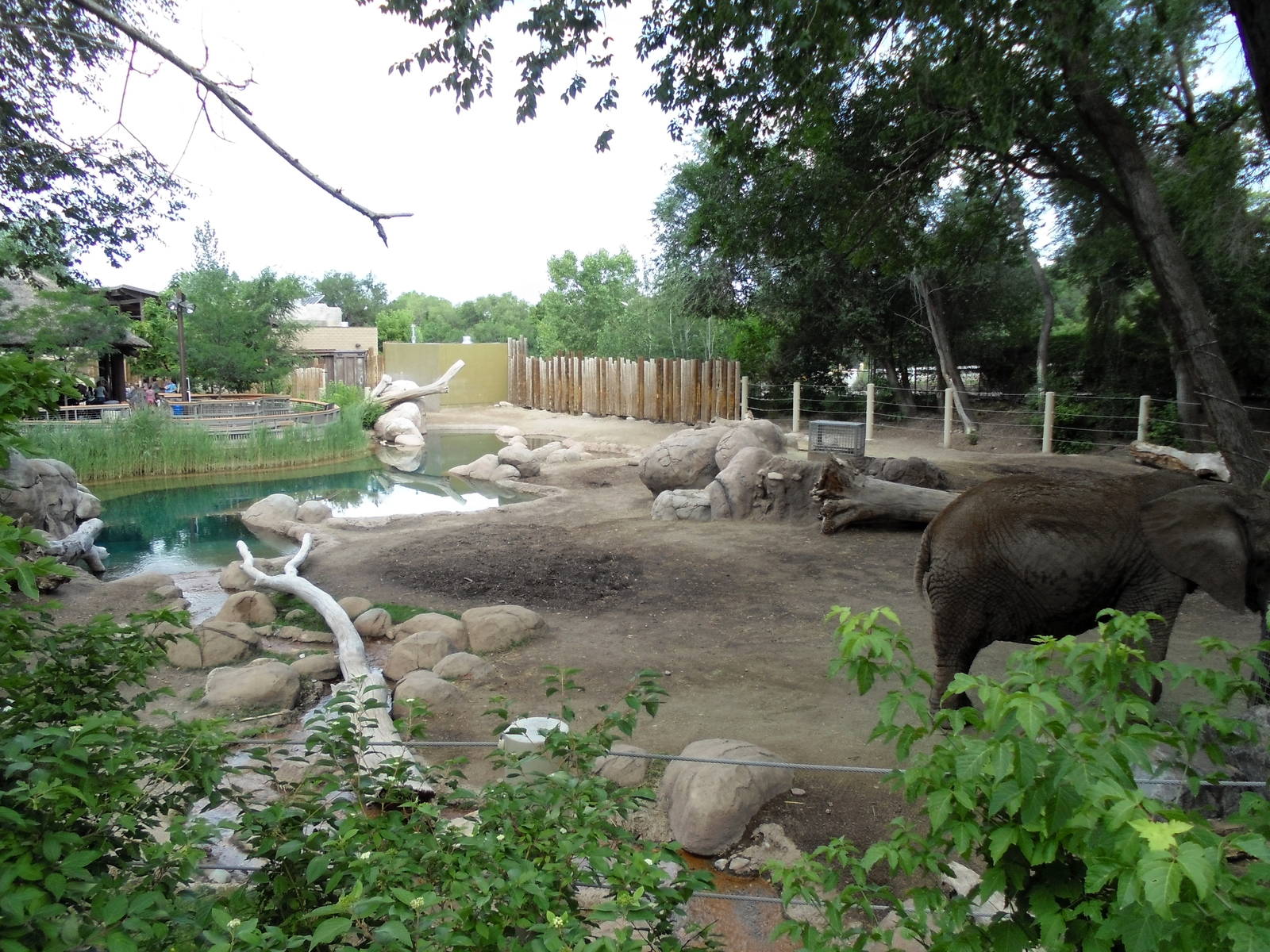 Elephant Enclosure 8/4/13