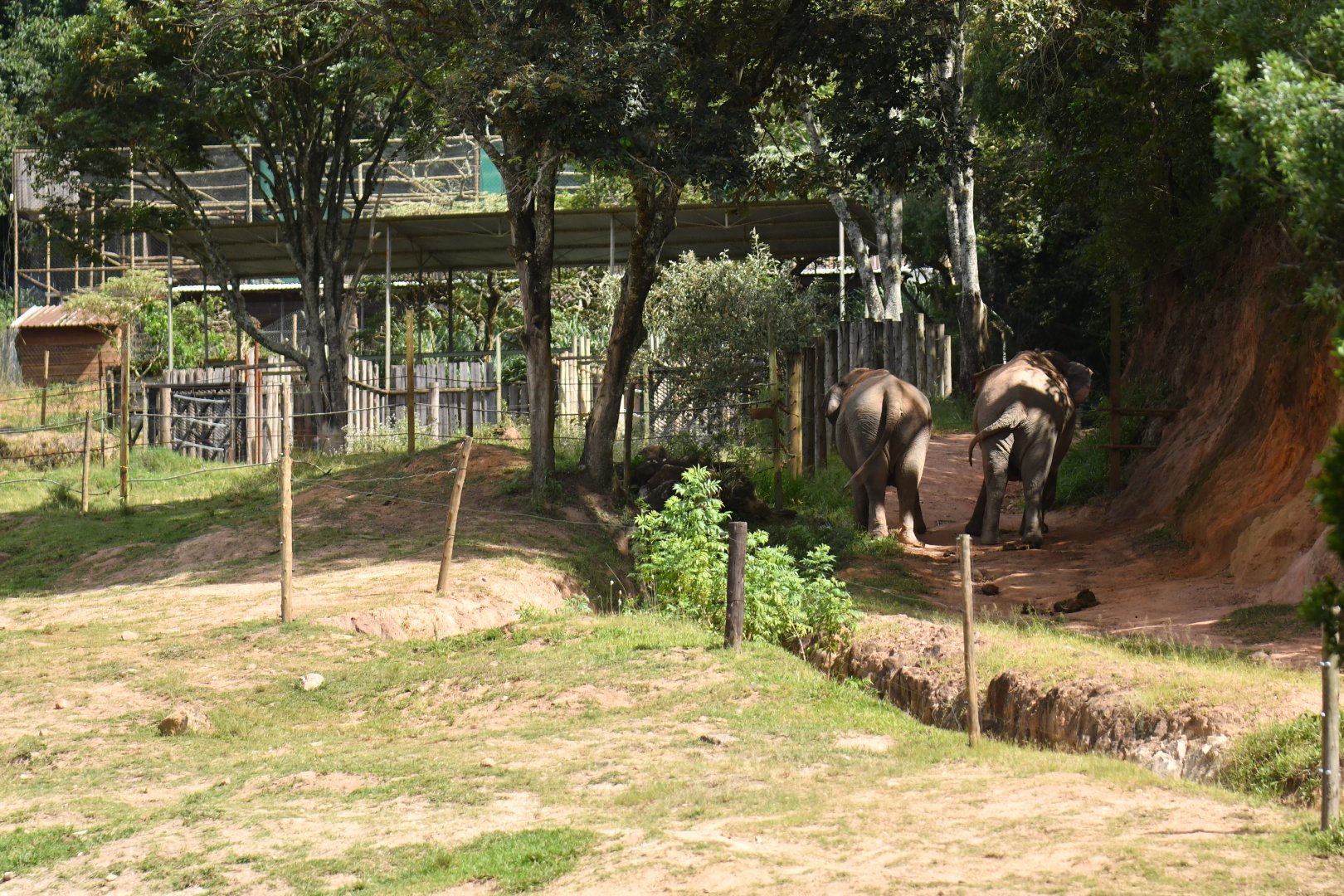 Elephant enclosure and night holding