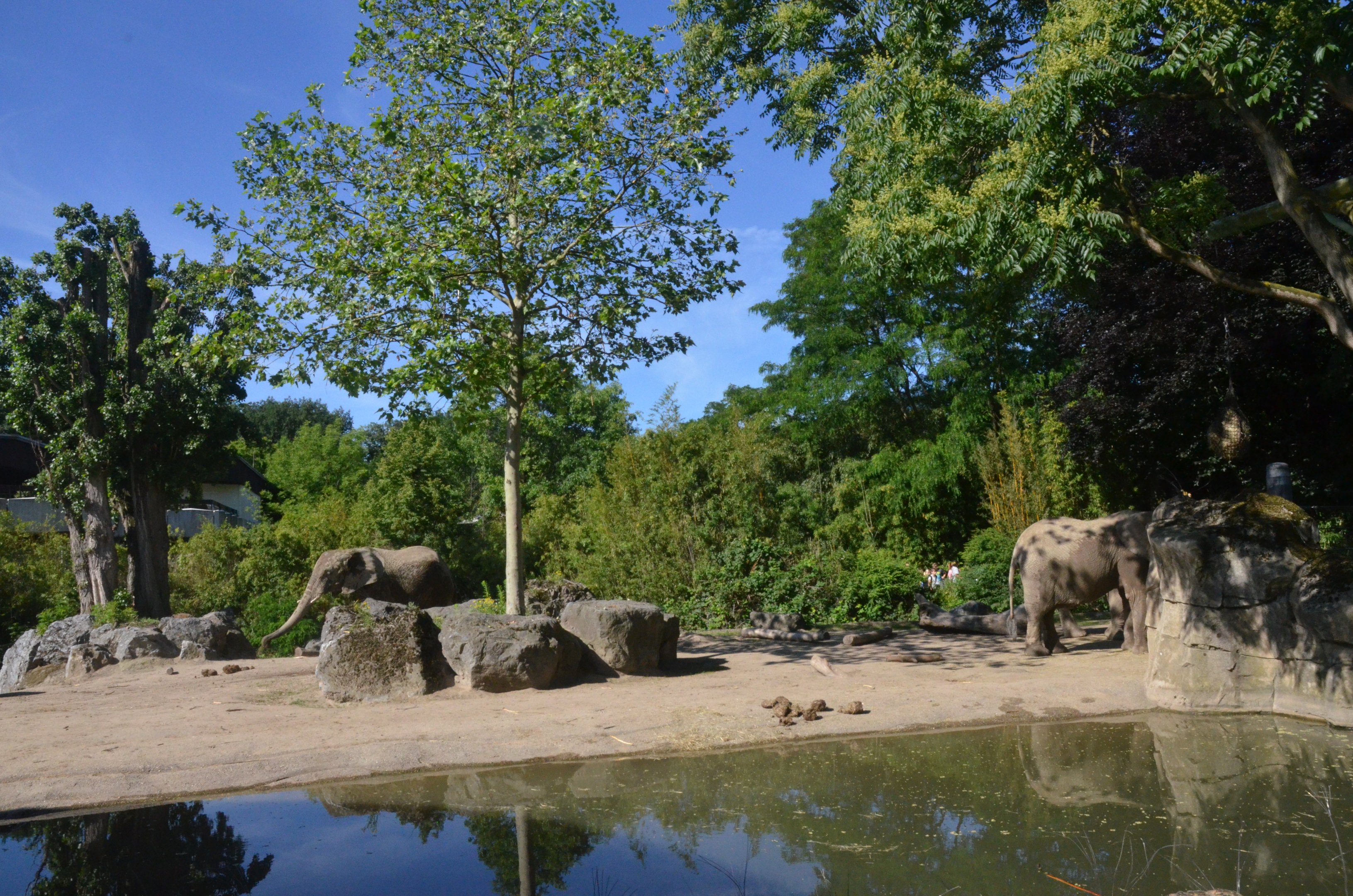 Elephant Enclosure at Duisburg, 17/06/19