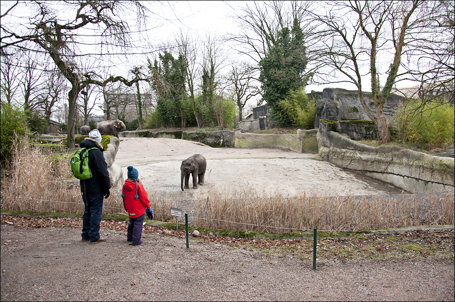 Elephant enclosure at Hamburg