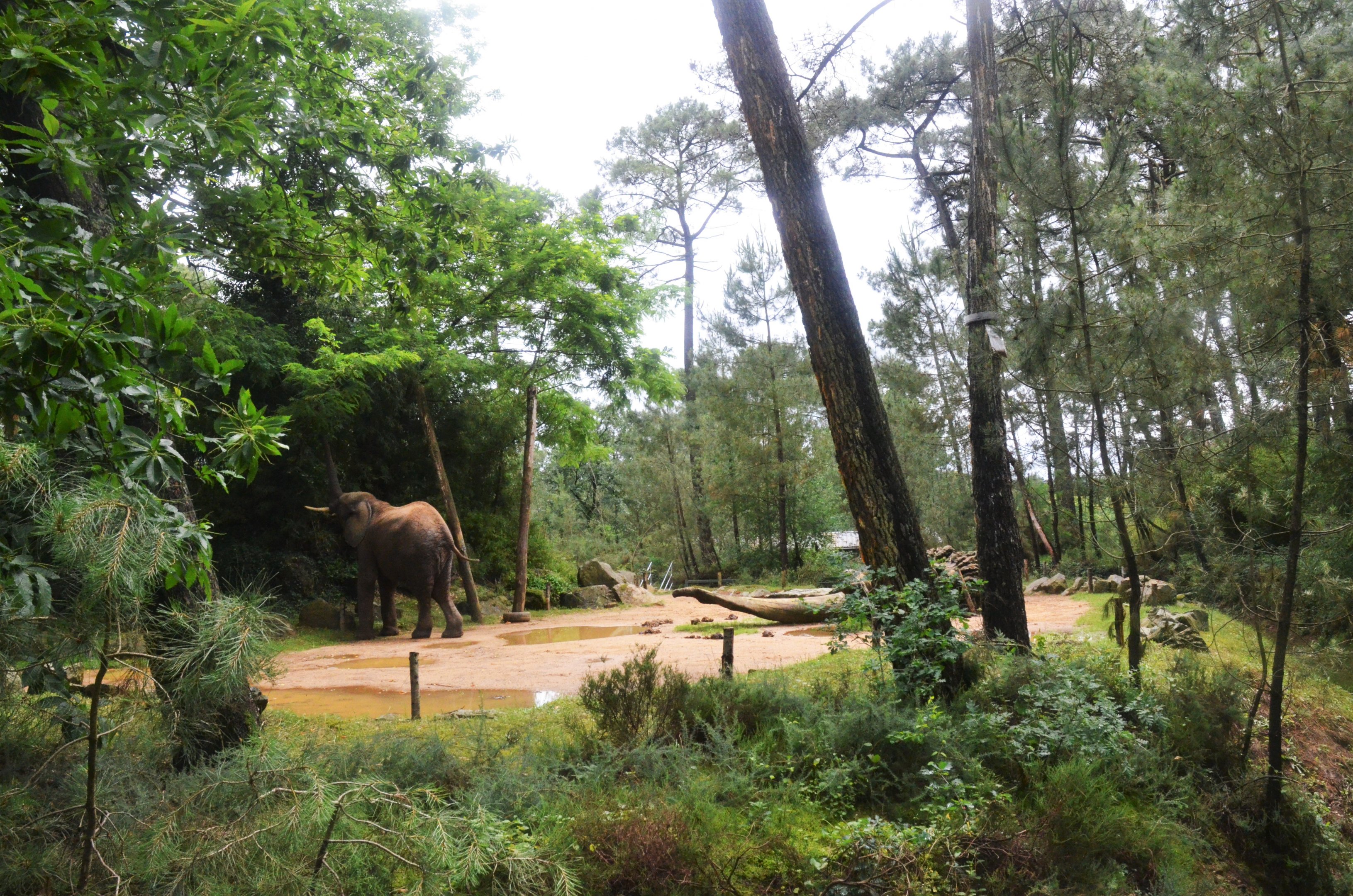 Elephant Enclosure at La Flèche, 11/06/18