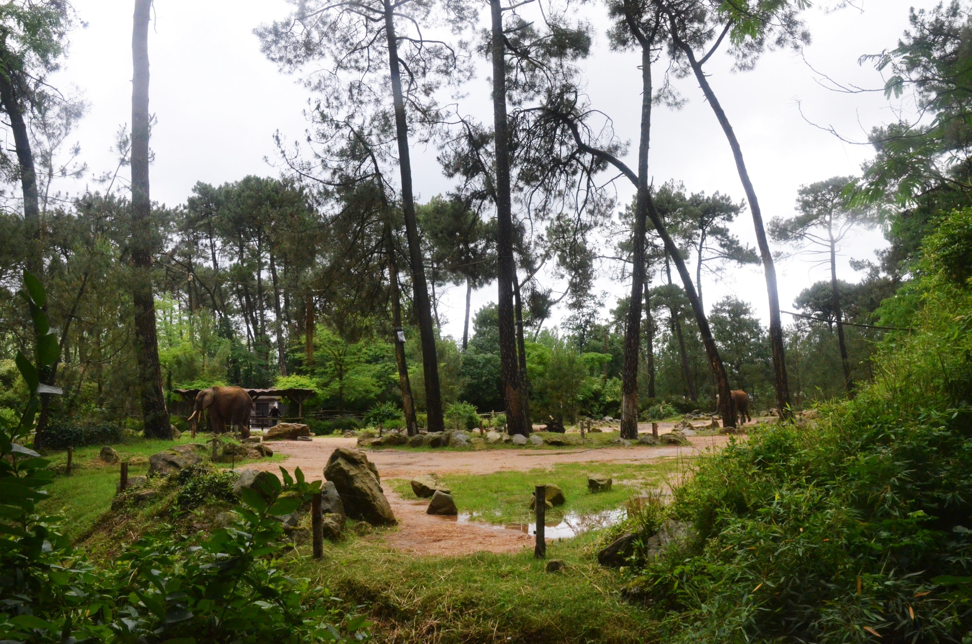 Elephant Enclosure at La Flèche, 11/06/18