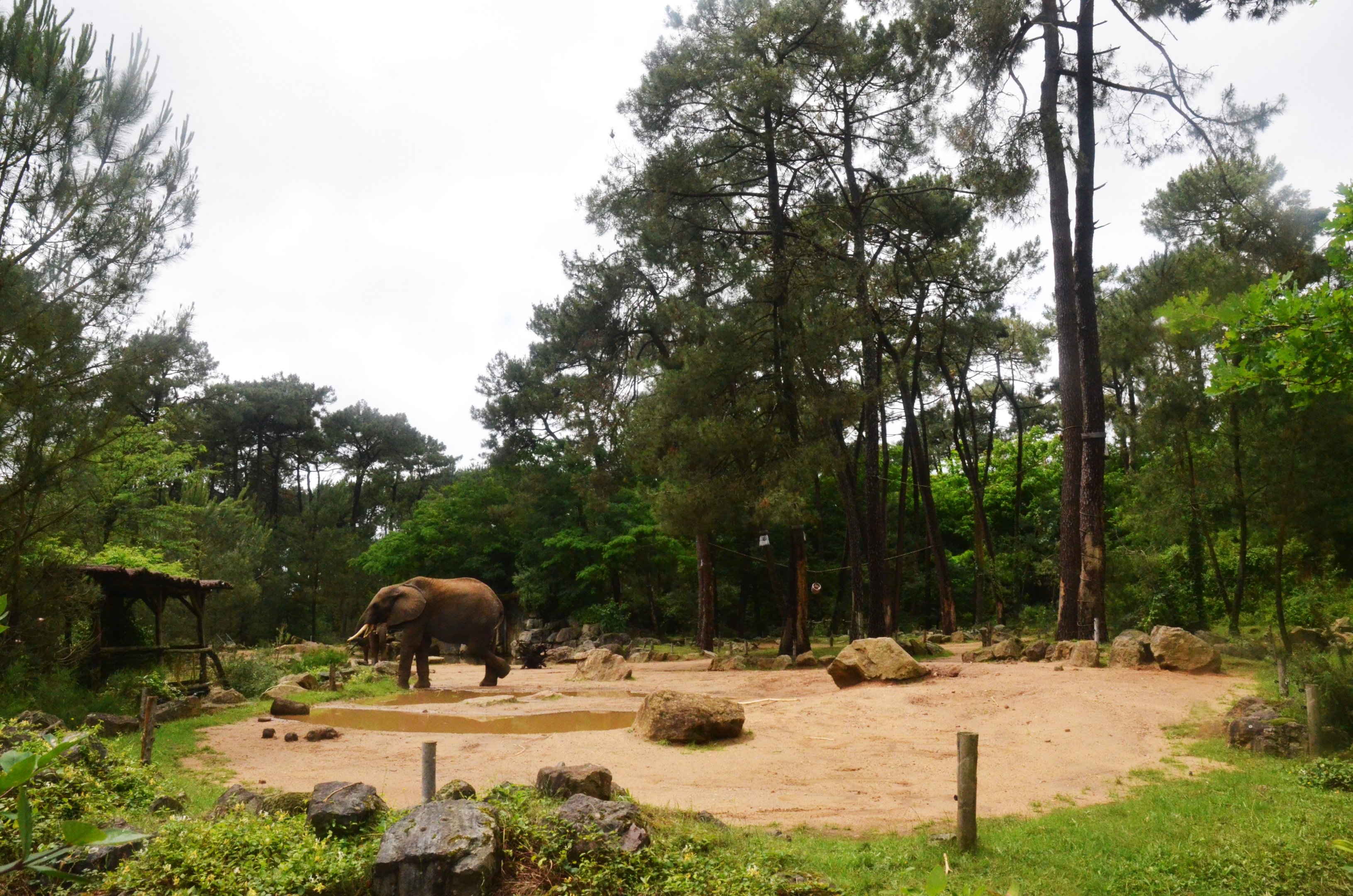 Elephant Enclosure at La Flèche, 11/06/18