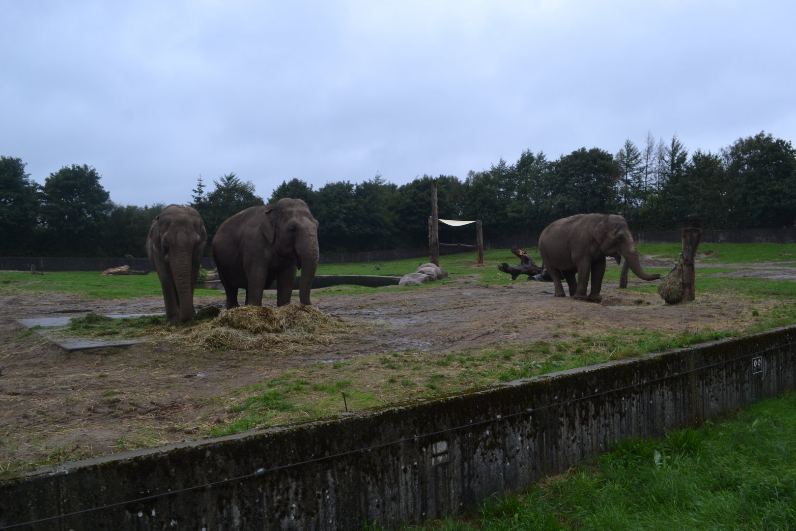 Elephant enclosure in GIvskud Zoo