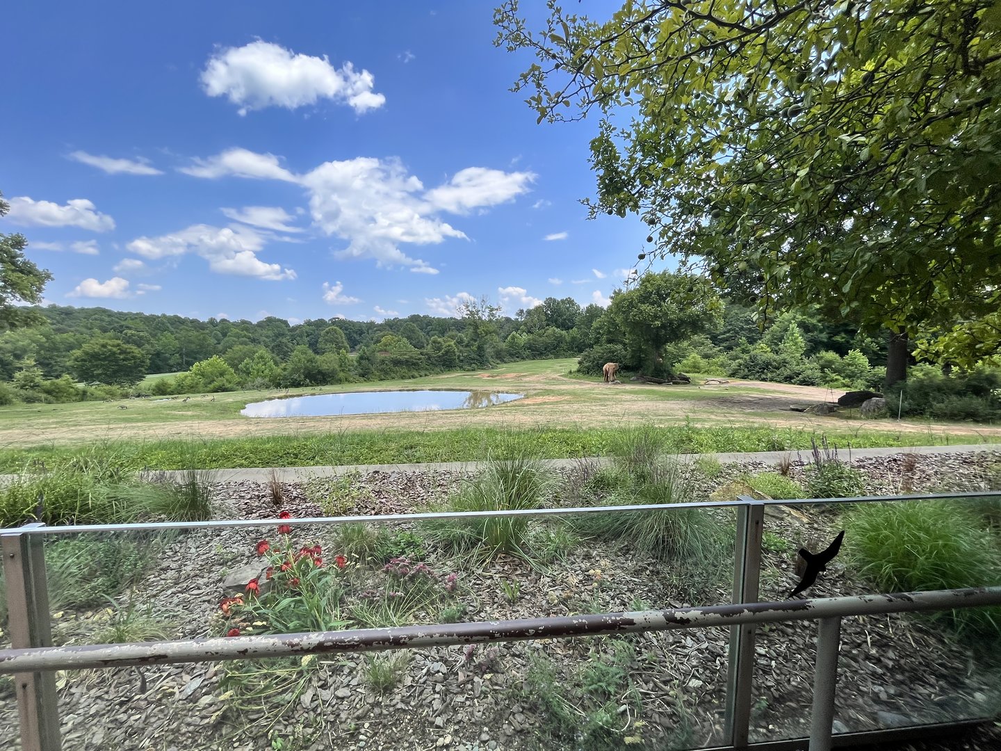 Elephant Enclosure/Viewing