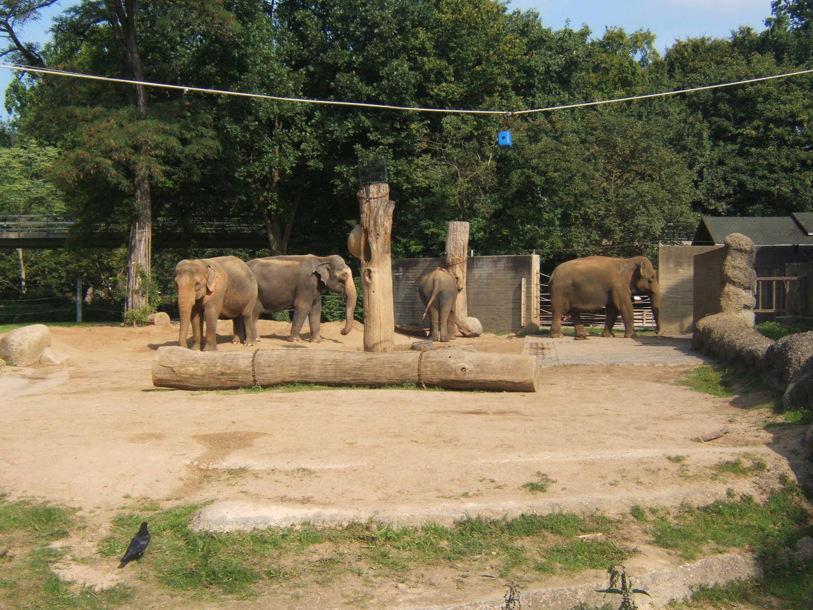Elephant enclosure