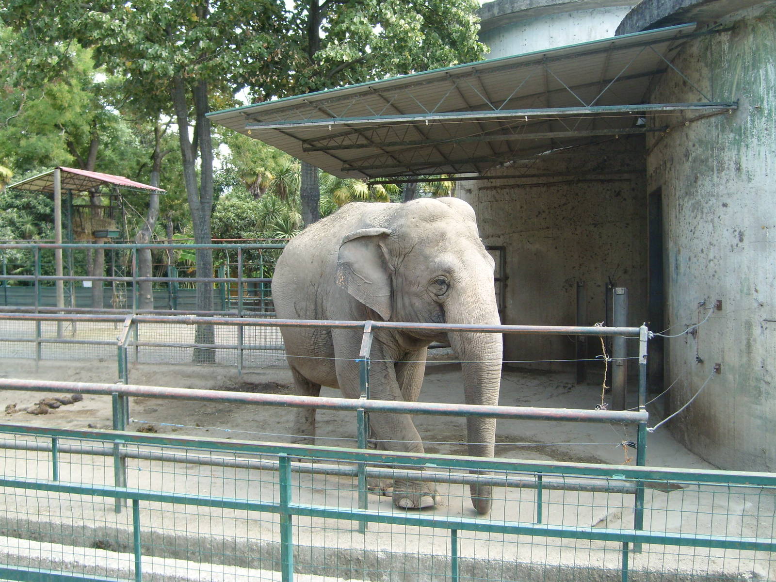 elephant enclosure