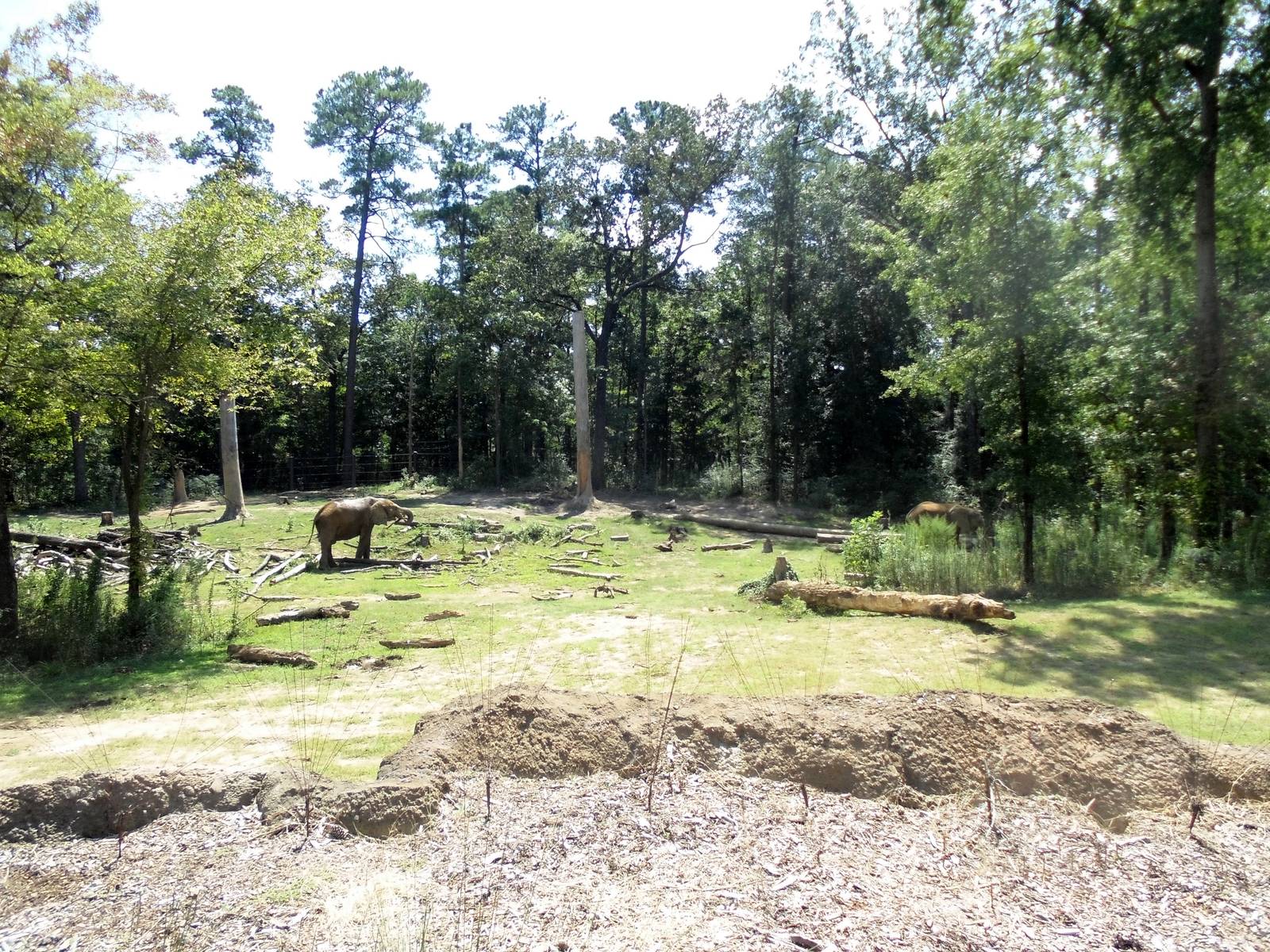 Elephant Enclosure
