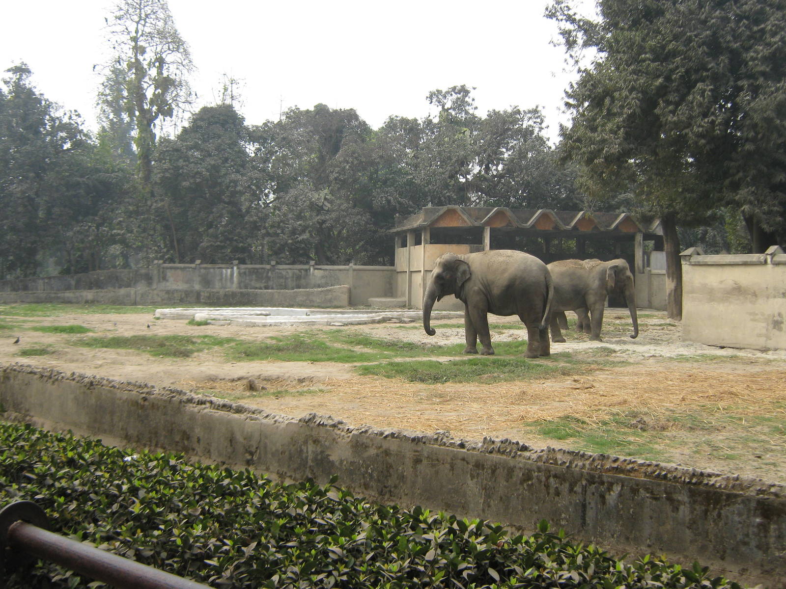 elephant enclosure