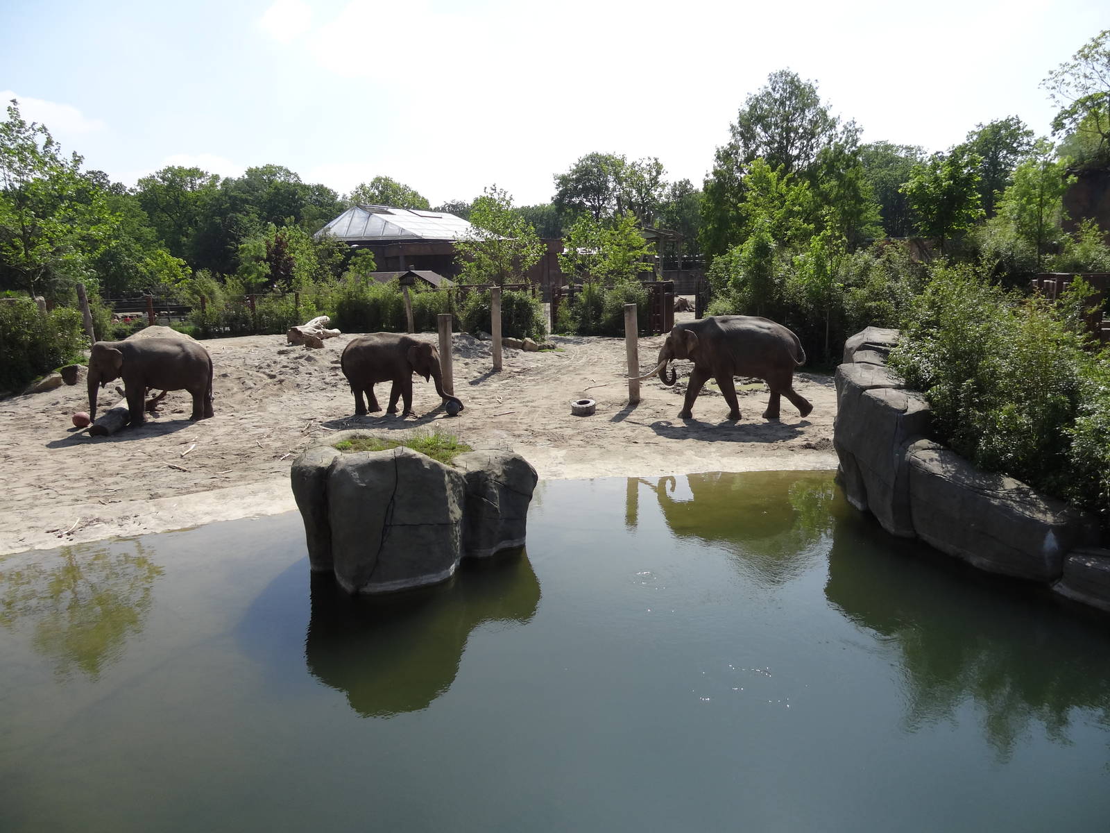 Elephant enclosure