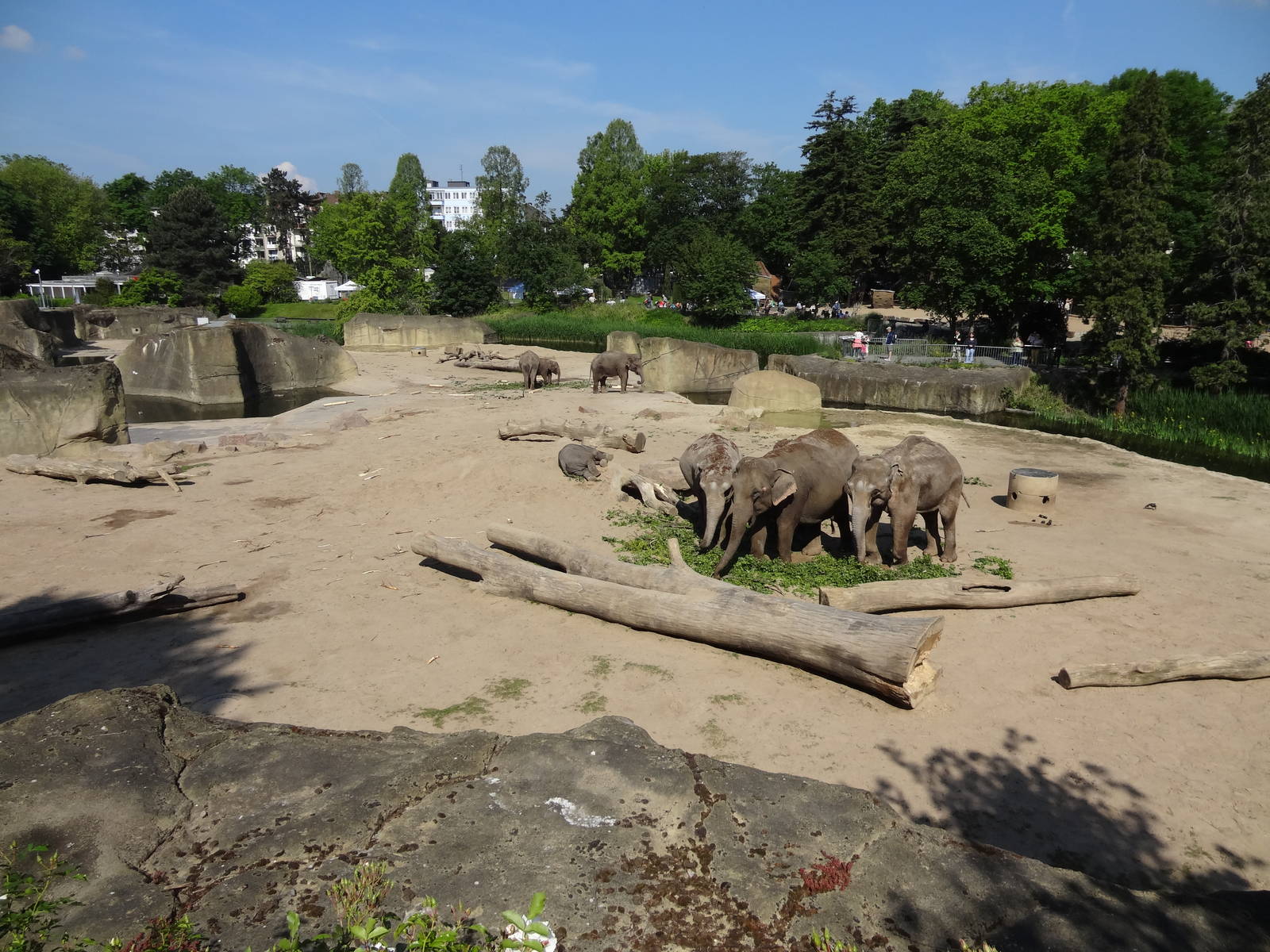 Elephant enclosure