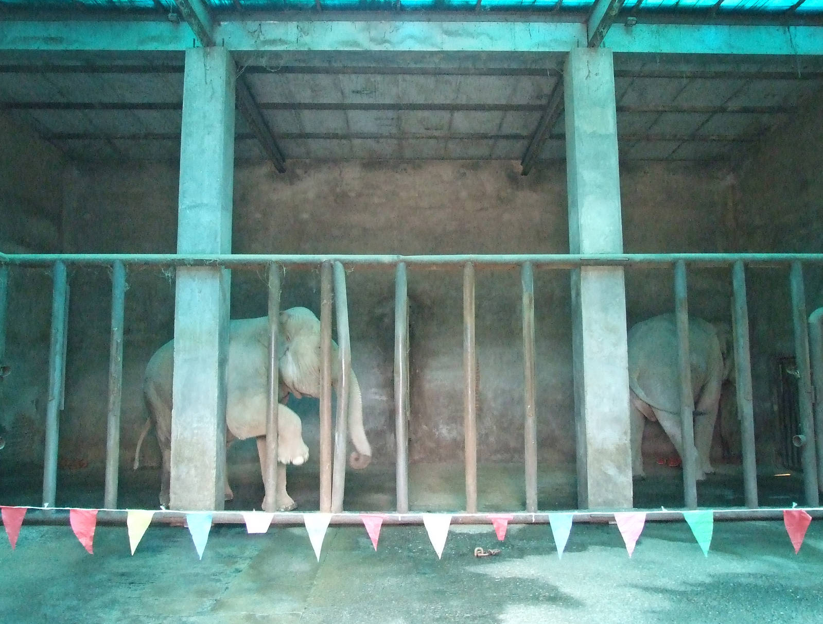 Elephant enclosure