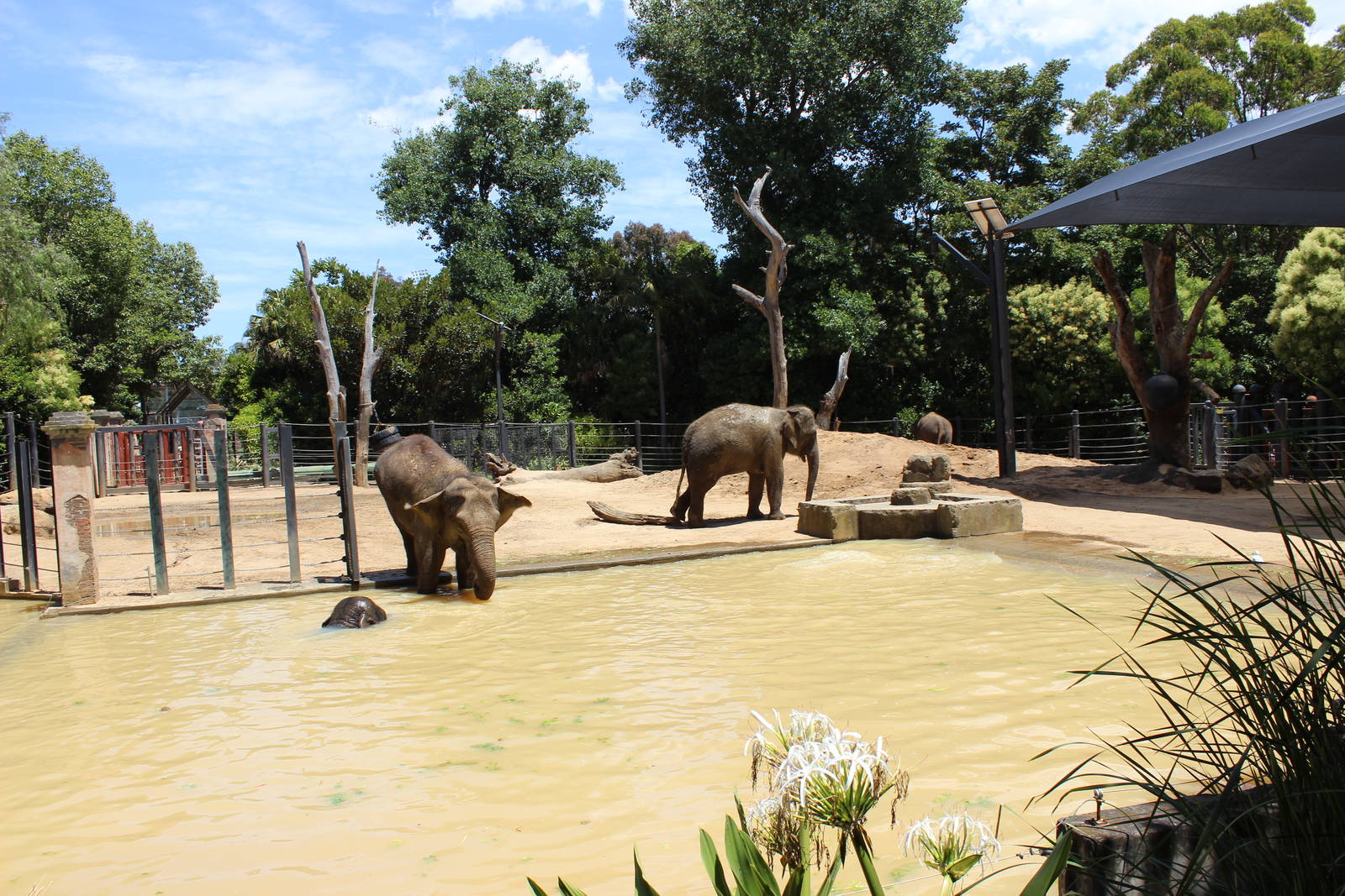 Elephant Enclosure