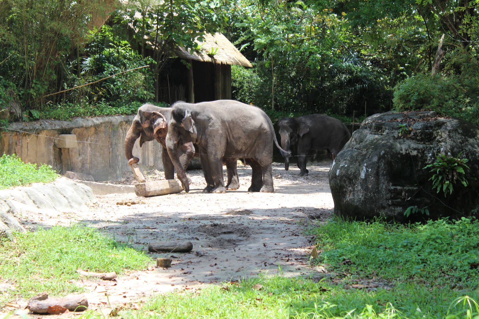 Elephant Enclosure