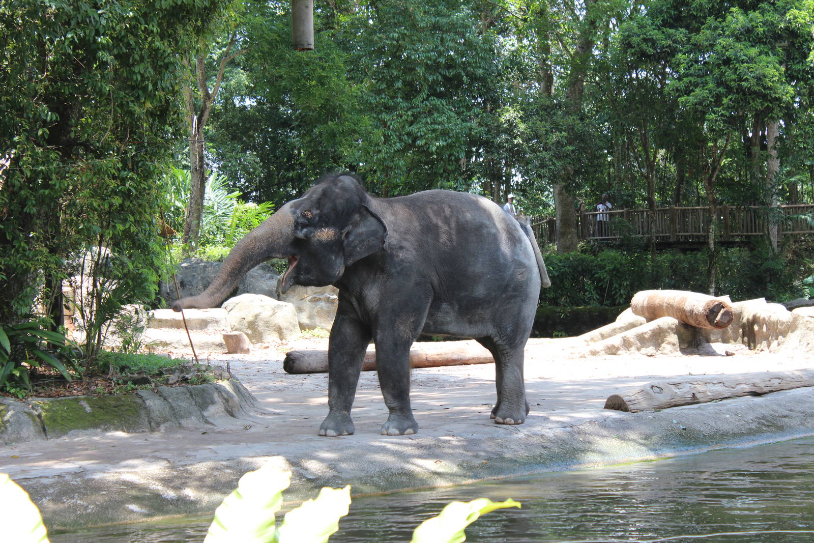 Elephant Enclosure